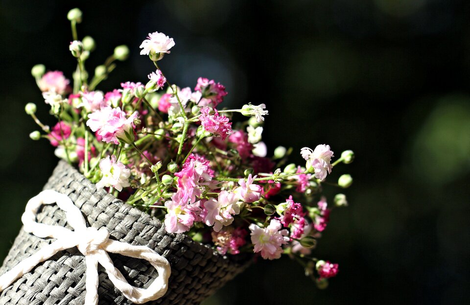 Ornamental flower ornamental plant flowers