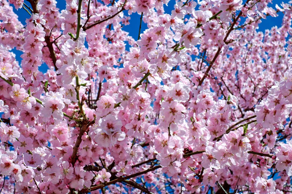 Tree flower tree spring photo