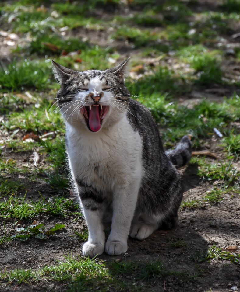 Wild life nature mammal
