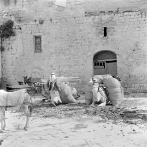 Straatbeeld in Nazareth met een arabier, ezels en beladen kamelen bij een muur, Bestanddeelnr 255-1038