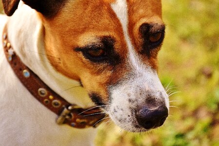 Meadow race dog photo