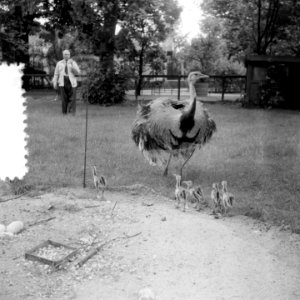 Struisvogel (papa) met 5 jonge struizen in Artis, Bestanddeelnr 904-6851