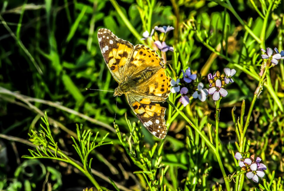 Spring environment insect