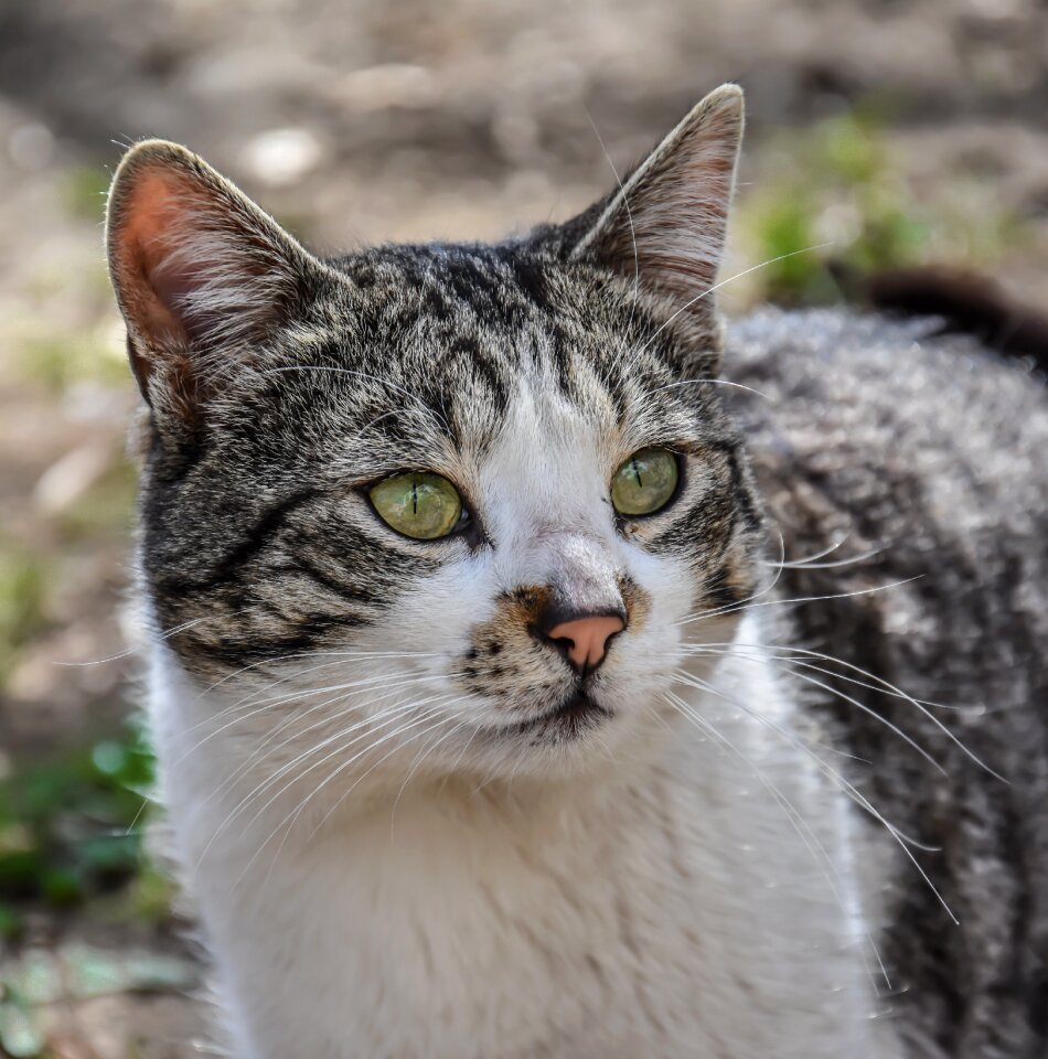 Wild life nature mammal