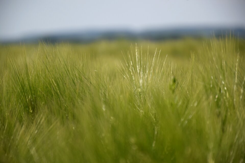 Mysterious cereals agriculture