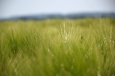 Mysterious cereals agriculture