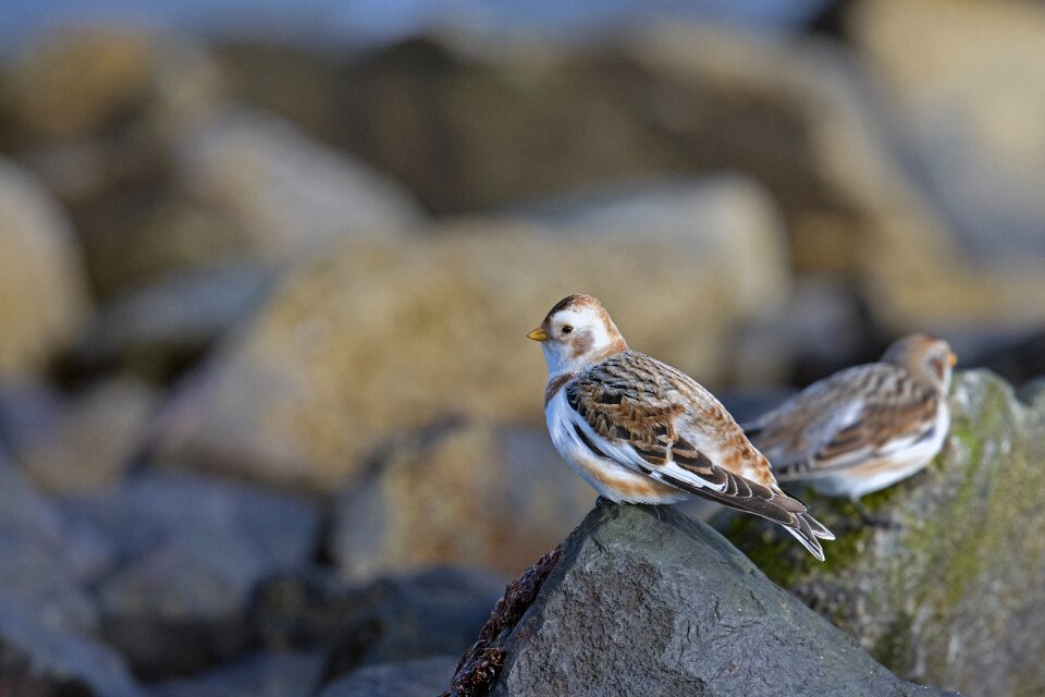 Birds snow bunting north sea