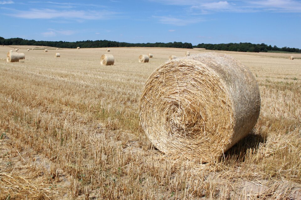 Hay bales cereals straw bales