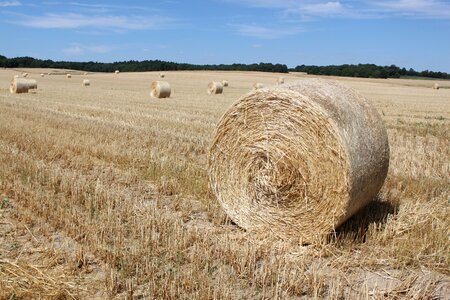 Hay bales cereals straw bales