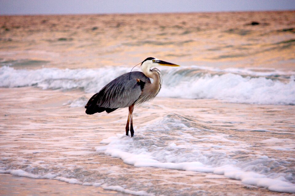 Ocean sea nature
