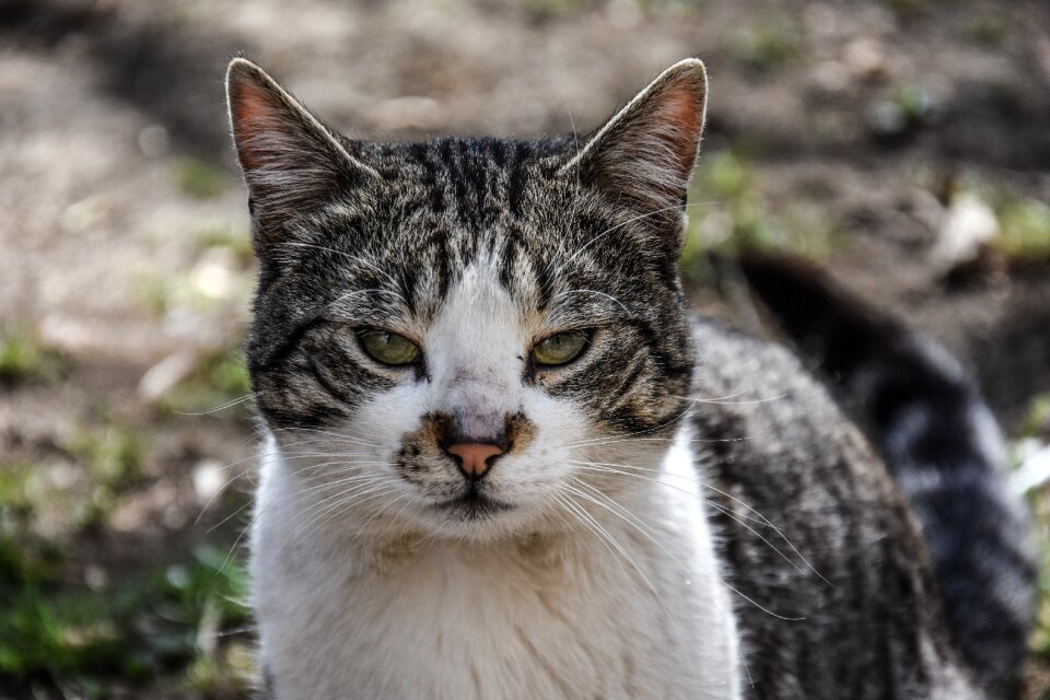 Wild life nature mammal