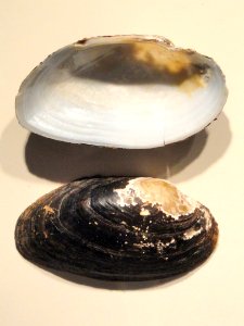 Strophitus undulatus - Springfield Science Museum - Springfield, MA - DSC03463