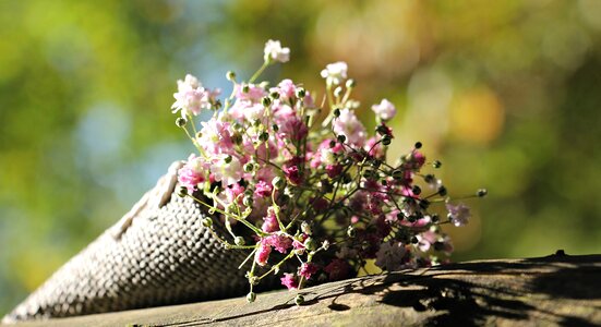 Ornamental flower ornamental plant flowers