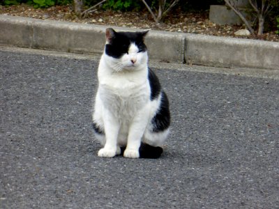 Stray cat standing in the street