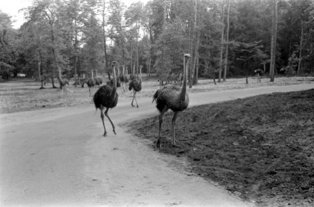 Struisvogels, Bestanddeelnr 922-6425