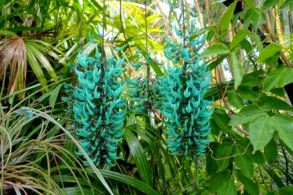 Strongylodon macrobotrys - McKee Botanical Garden - Vero Beach, Florida - DSC02932