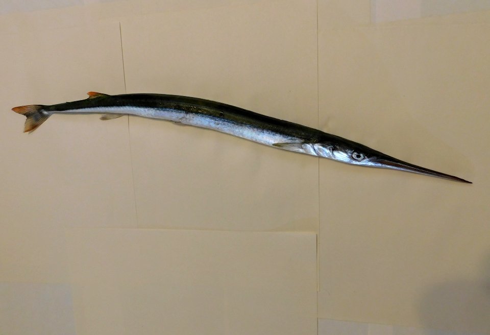 Strongylura exilis
