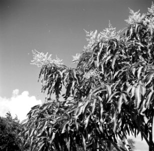 Struiken op de plantage San Juan van Harry Maal op Curaçao, Bestanddeelnr 252-7547