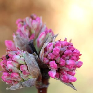Garden flower nature