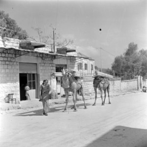Straatbeeld in Nazareth met twee kamelen die planken vervoeren en hun begeleide…, Bestanddeelnr 255-1039