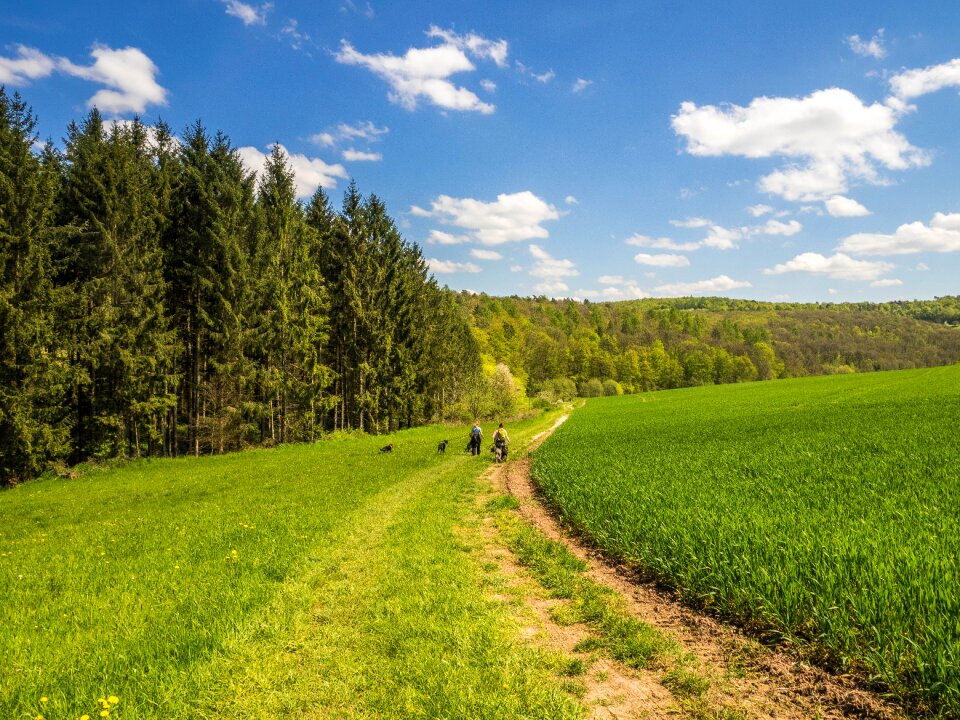 Nature trees forest