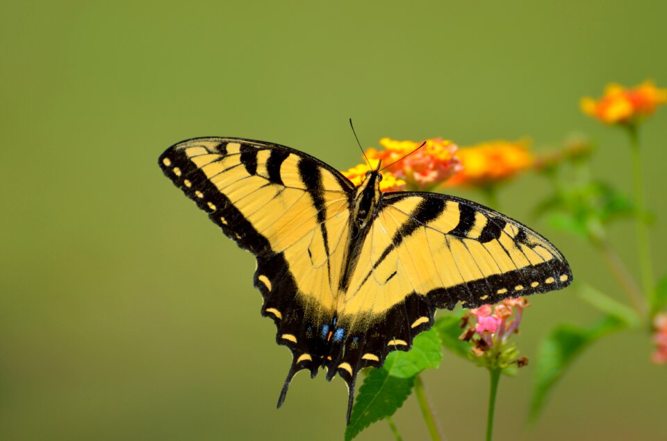 Yellow nectar black
