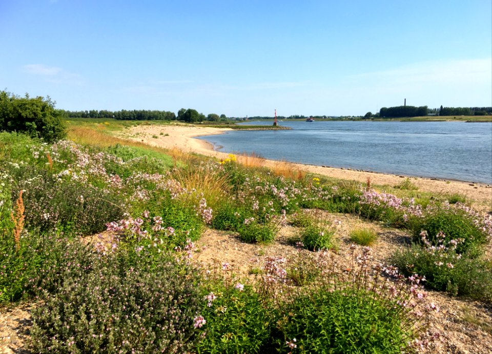Stroomdalplanten langs de Waal
