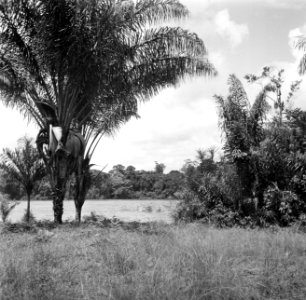 Stroomversnelling in de Surinamerivier bij Ganzee, Bestanddeelnr 252-5870