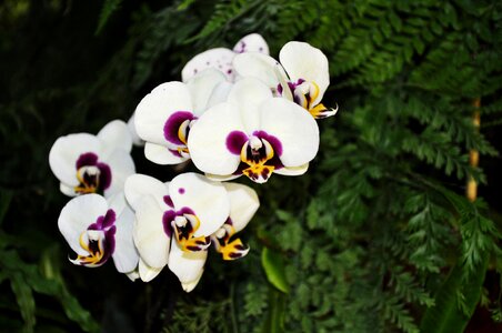 Orchid plant colour