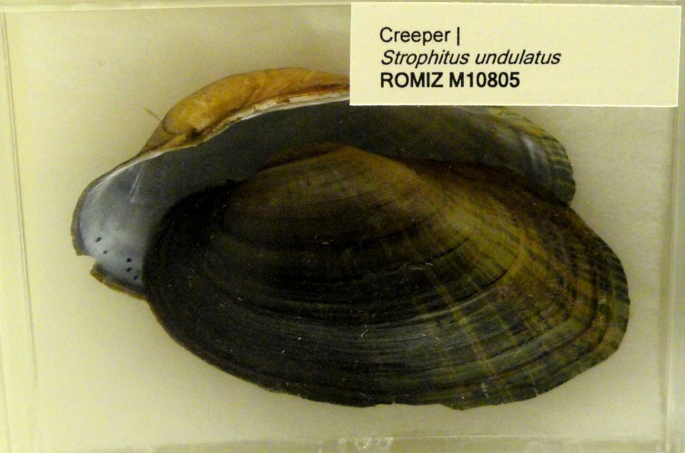 Strophitus undulatus - Royal Ontario Museum - DSC00191
