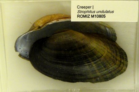 Strophitus undulatus - Royal Ontario Museum - DSC00191 photo