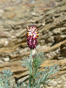 Rock beauty spring photo