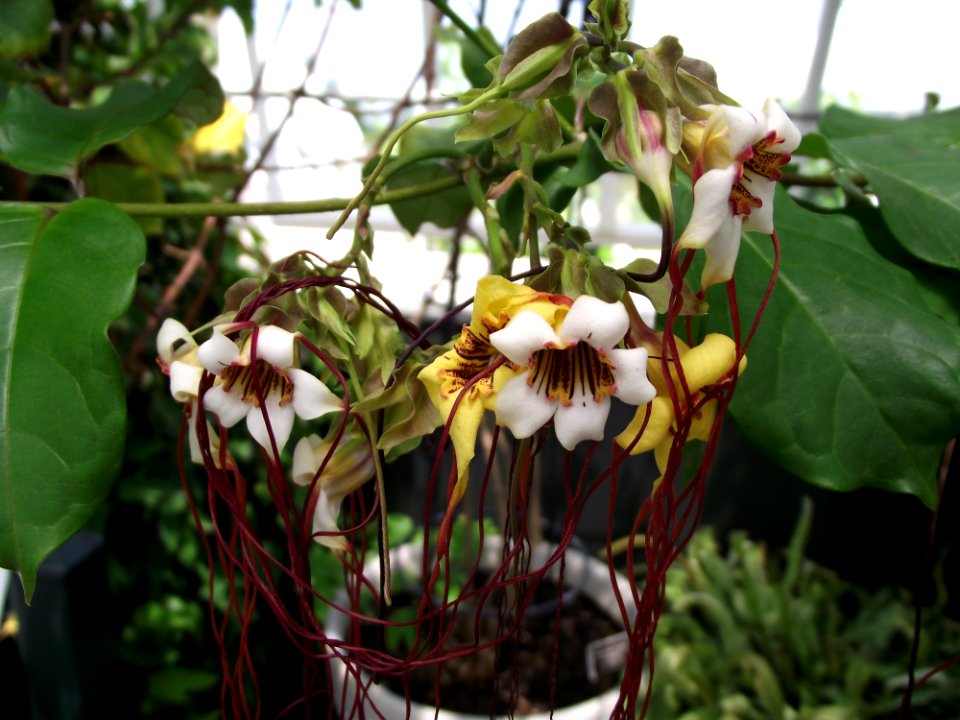 Strophanthus preussii