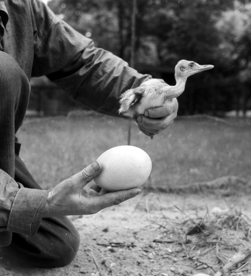 Struisvogel (papa) met jonge struis en ei, Bestanddeelnr 904-6850