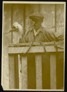 Struisvogel in een kist op een binnenschip, Bestanddeelnr 158-1275