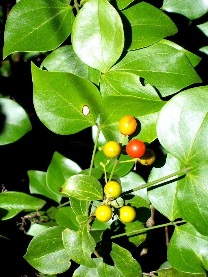 Strychnos psilosperma RBGS
