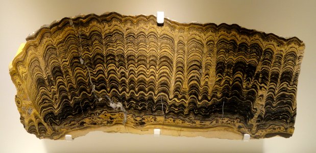 Stromatolite, Greysonia sp., Vendian, Bolivia - Houston Museum of Natural Science - DSC01363
