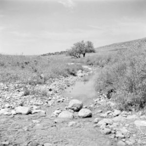 Stroompje, vermoedelijk de Kishon, Bestanddeelnr 255-0829