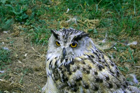Owl bird wisdom