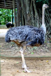 Struthio camelus - Saigon Zoo and Botanical Gardens - Ho Chi Minh City, Vietnam - DSC01206