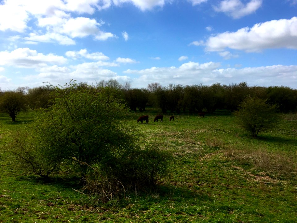 Struweel van de 'klasse van de doornstruwelen' (Rhamno-Prunetea)