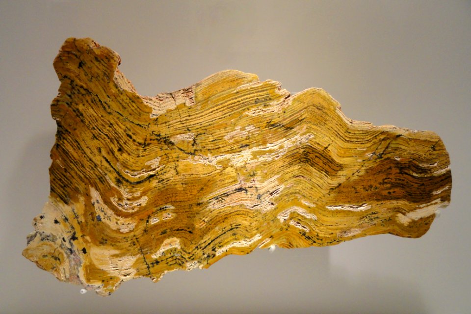 Stromatolite, Proterozoic, Strelly Pool Formation, Pibara, Western Australia - Houston Museum of Natural Science - DSC01359