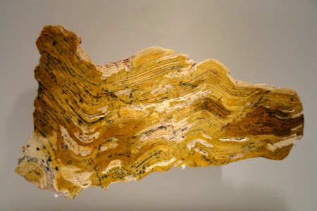 Stromatolite, Proterozoic, Strelly Pool Formation, Pibara, Western Australia - Houston Museum of Natural Science - DSC01359