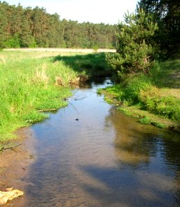 Struga Młyńska 2005