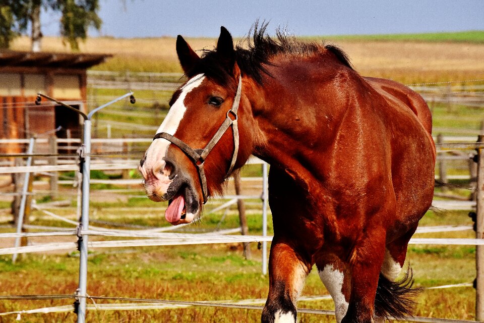 Yawn big horse ride