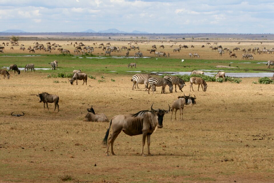Safari wild animals watering hole