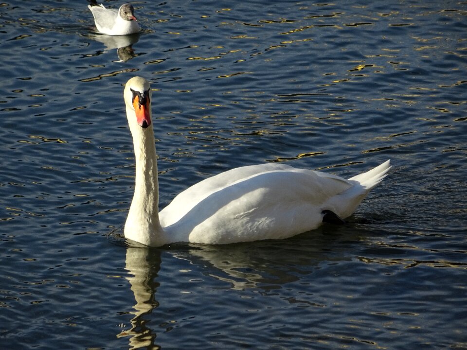 Nature animal photo white