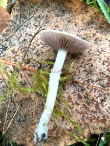 Stropharia caerulea 56752269