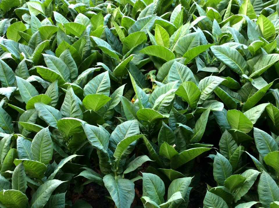 Tobacco leaves green