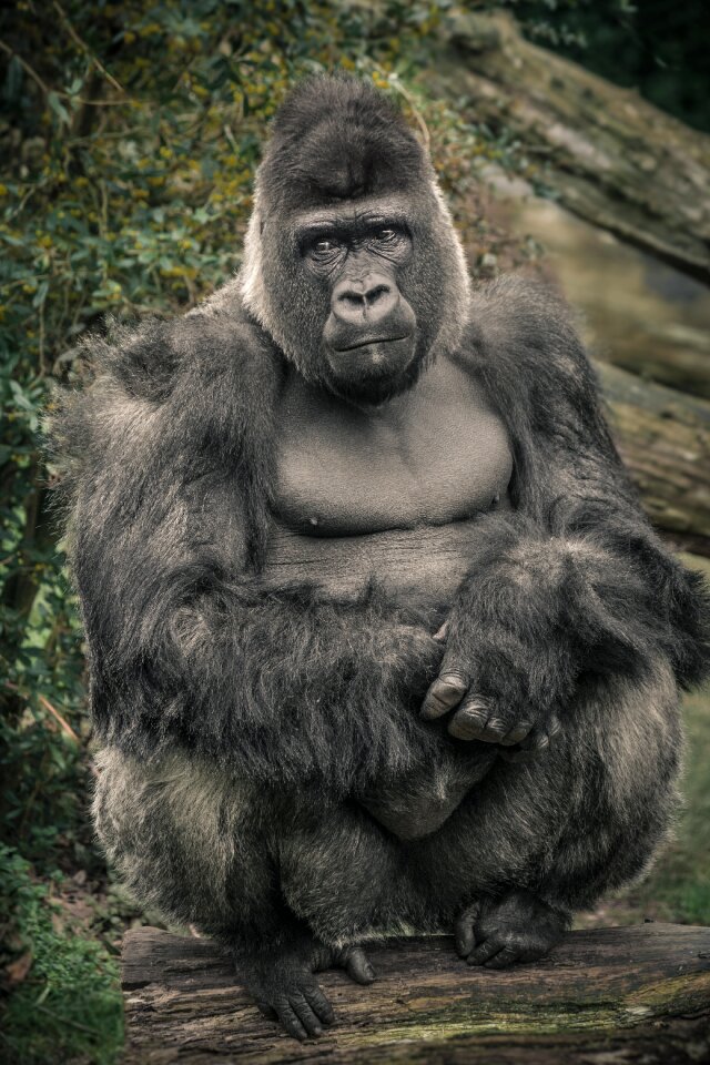 Zoo silverback animal